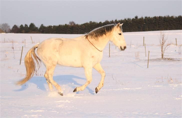 SNE leg med Chicoen !  d.11.februar.2010 - Sikke en yndig lille hest <3 billede 28