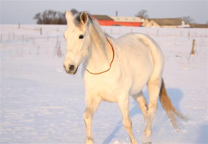 SNE leg med Chicoen !  d.11.februar.2010 - Se min hest, han er så sød og nuttede <3 x) billede 29