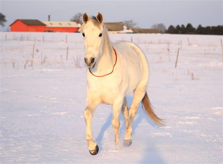 SNE leg med Chicoen !  d.11.februar.2010 billede 30