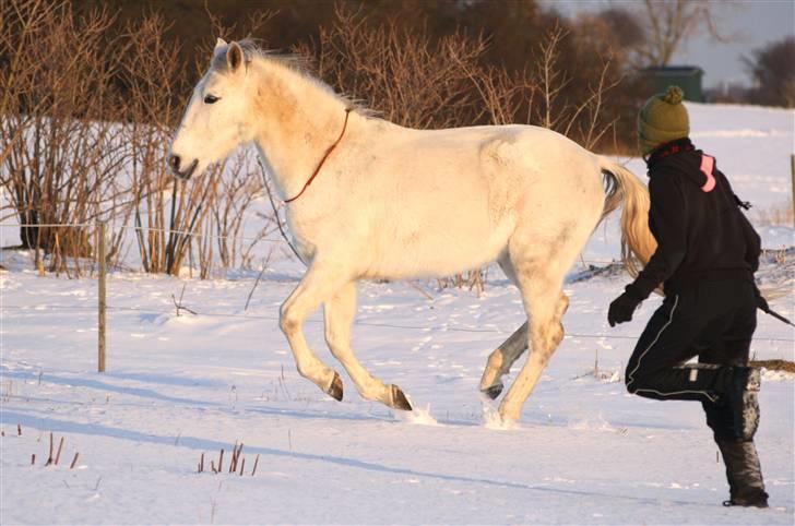 SNE leg med Chicoen !  d.11.februar.2010 billede 32