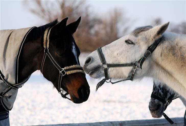 SNE leg med Chicoen !  d.11.februar.2010 billede 34