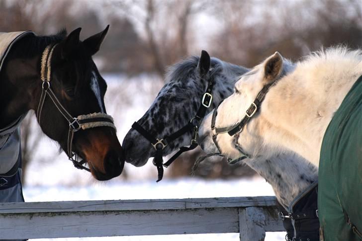 SNE leg med Chicoen !  d.11.februar.2010 billede 35