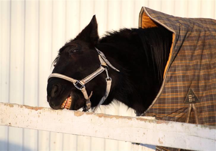 SNE leg med Chicoen !  d.11.februar.2010 billede 36