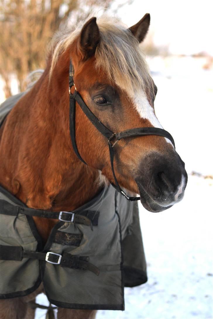 SNE leg med Chicoen !  d.11.februar.2010 billede 37