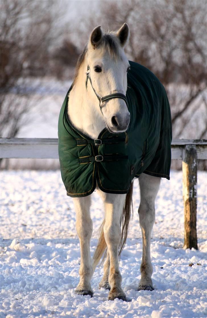 SNE leg med Chicoen !  d.11.februar.2010 billede 38