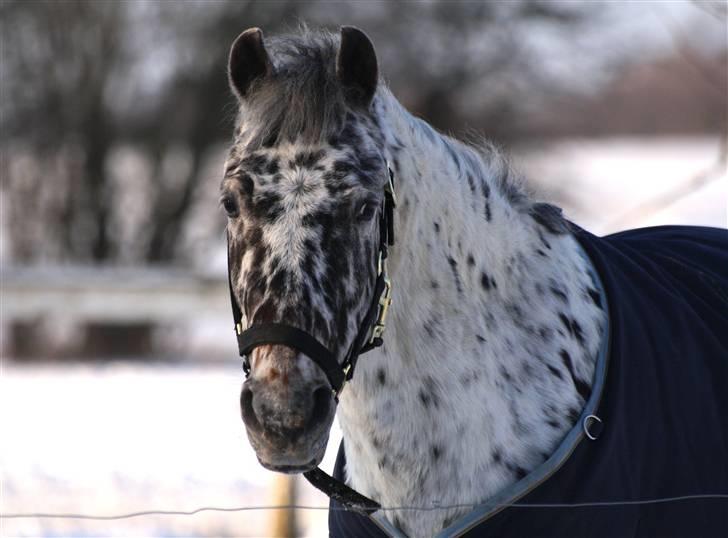 SNE leg med Chicoen !  d.11.februar.2010 billede 39