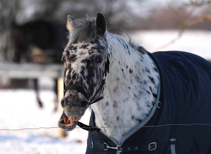 SNE leg med Chicoen !  d.11.februar.2010 billede 40