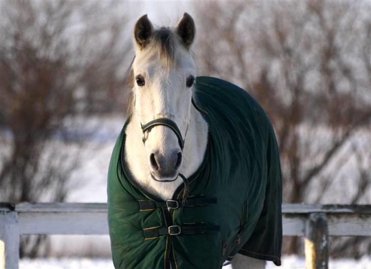 SNE leg med Chicoen !  d.11.februar.2010 billede 41