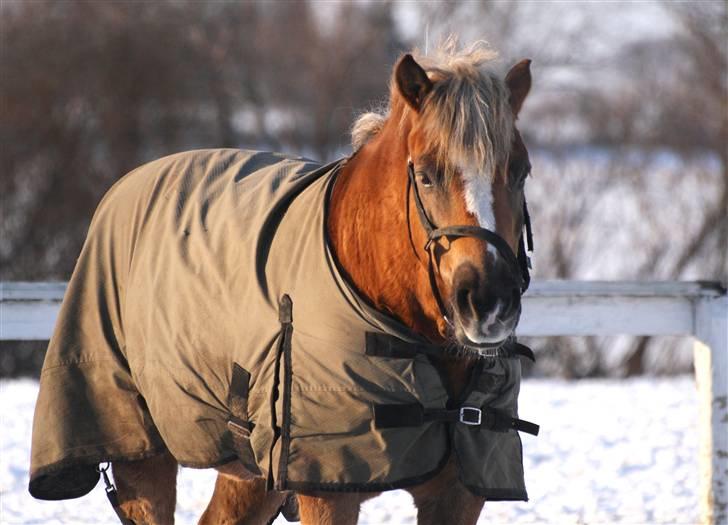 SNE leg med Chicoen !  d.11.februar.2010 billede 42