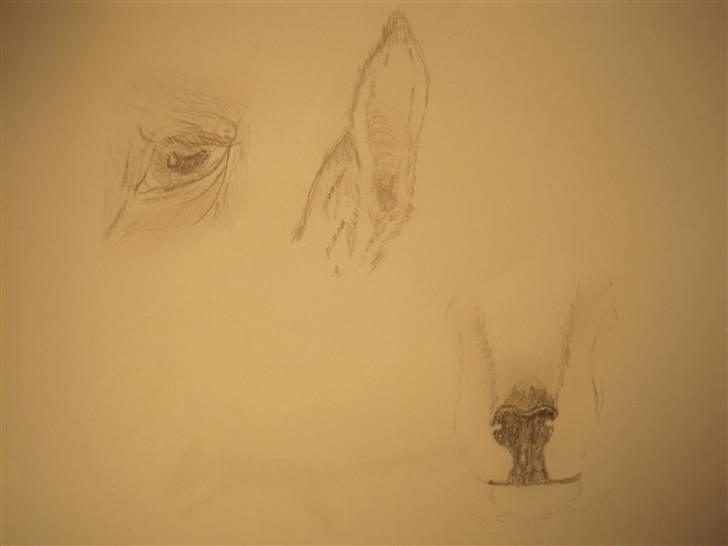 Mine Tegninger - Hest: øje, øre
Hjort: næse.. billede 11