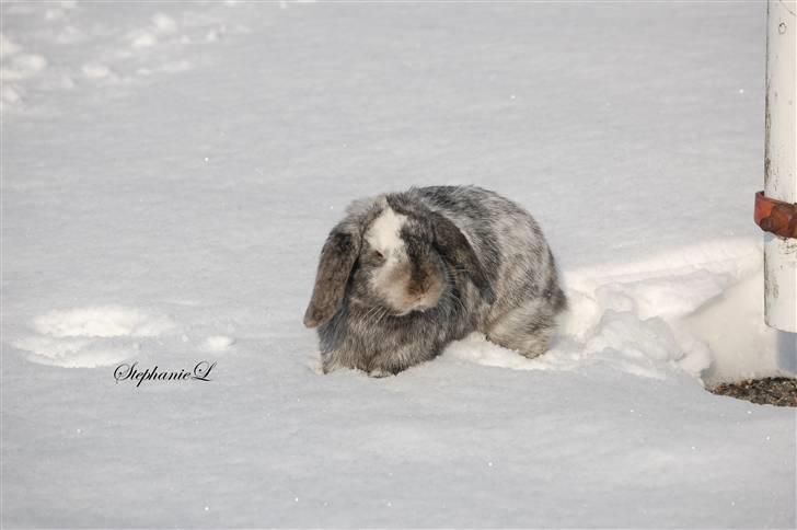 Albert - Min lille kanin billede 3