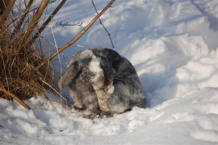 Albert - Min lille kanin billede 4