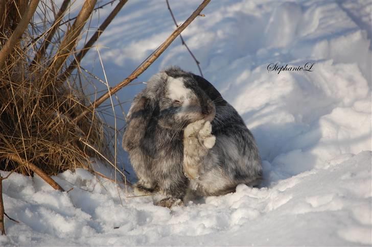 Albert - Min lille kanin billede 5