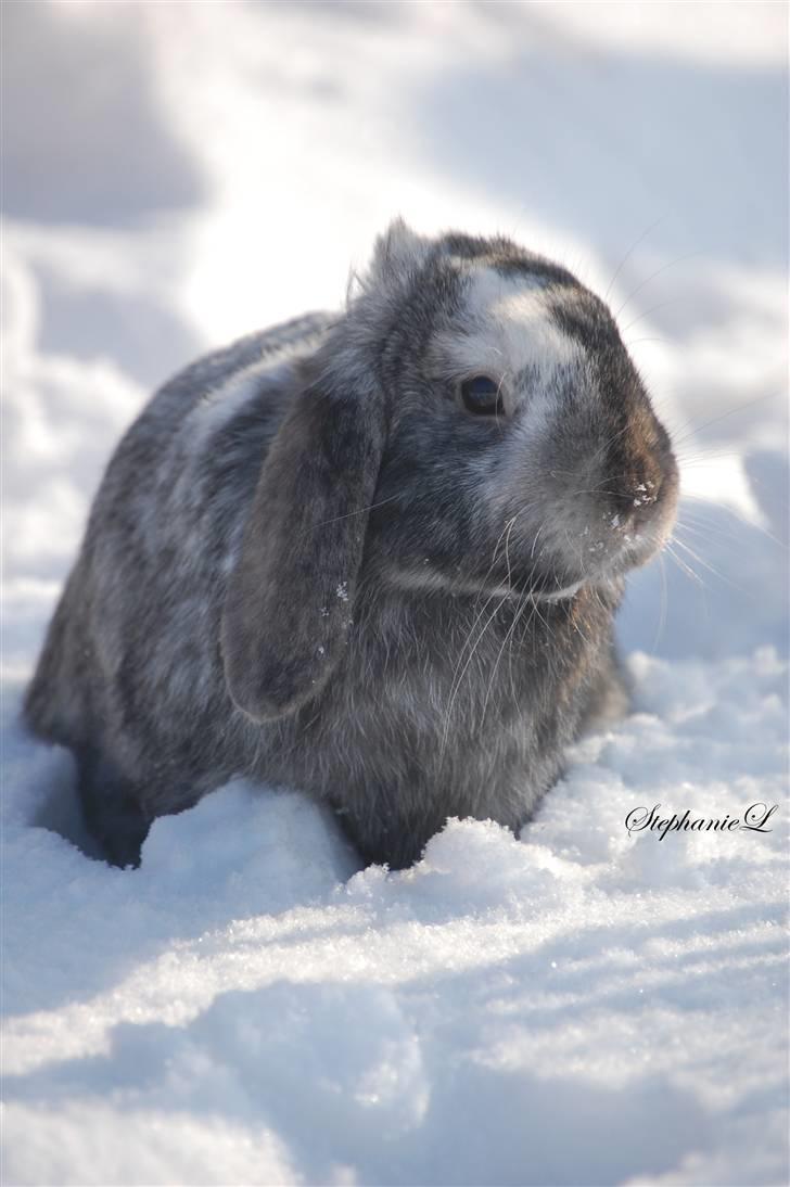 Albert - Min lille kanin billede 6