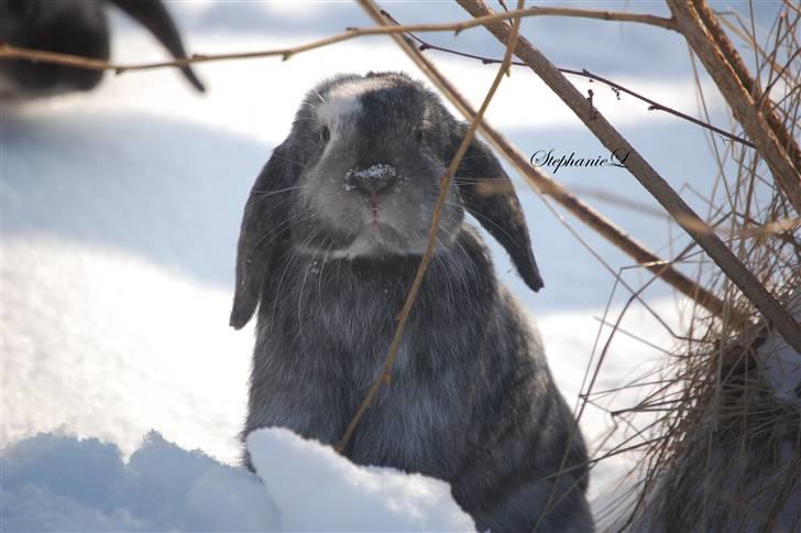 Albert - Min lille kanin billede 1