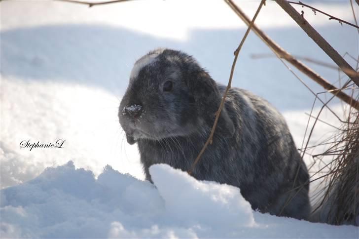 Albert - Min lille kanin billede 2