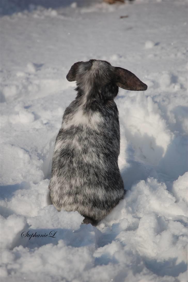 Albert - Min lille kanin billede 7