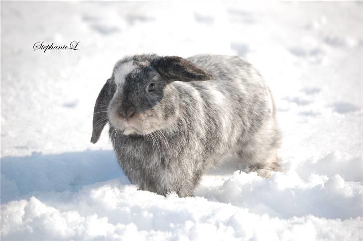 Albert - Min lille kanin billede 8