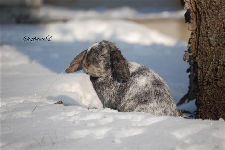 Albert - Min lille kanin billede 9