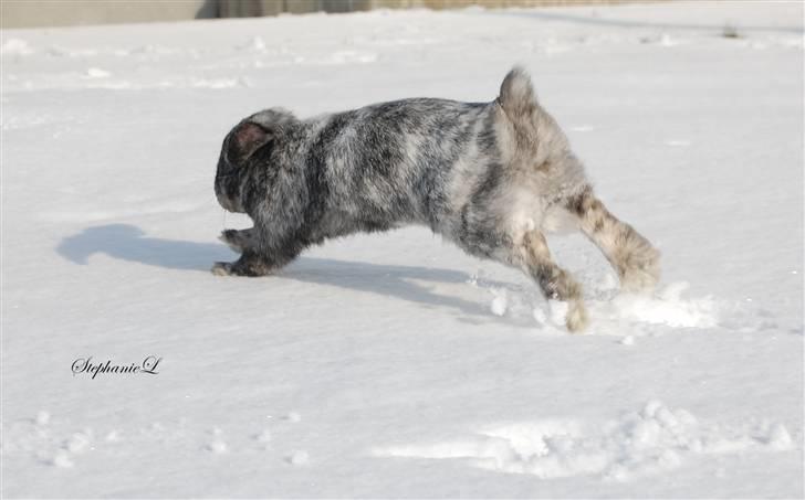 Albert - Min lille kanin billede 10