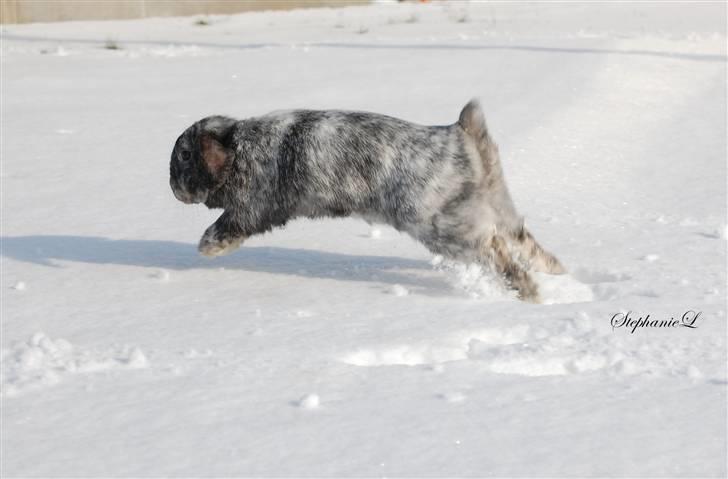Albert - Min lille kanin billede 11