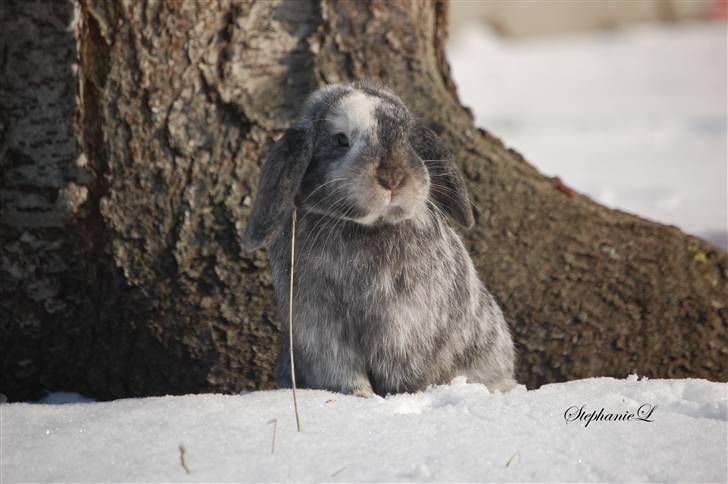 Albert - Min lille kanin billede 12