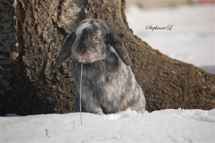 Albert - Min lille kanin billede 13