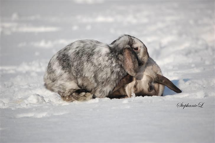 Albert - Min lille kanin billede 14