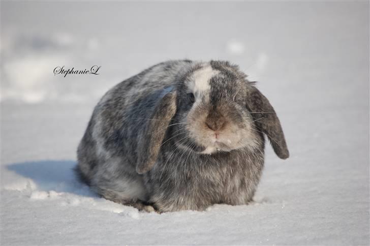 Albert - Min lille kanin billede 15
