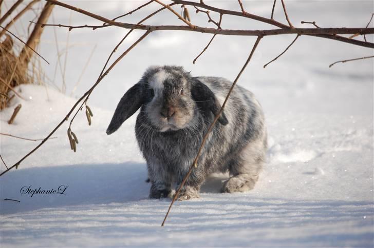 Albert - Min lille kanin billede 16