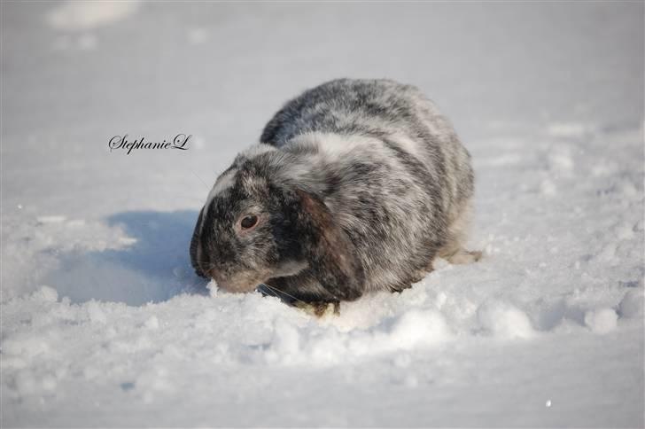 Albert - Min lille kanin billede 17