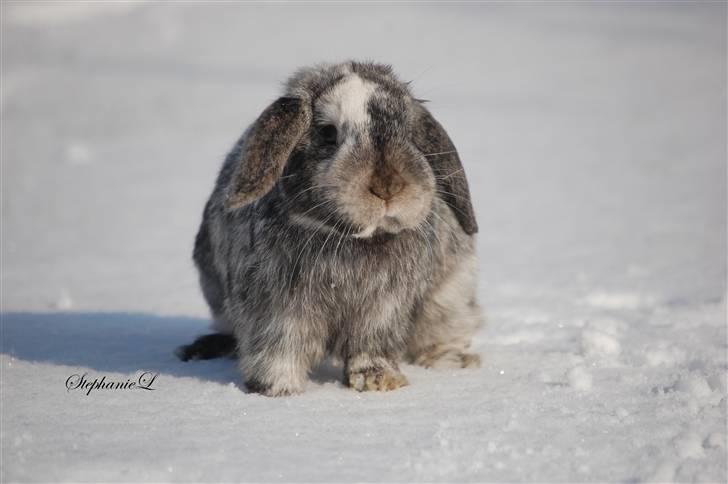 Albert - Min lille kanin billede 18