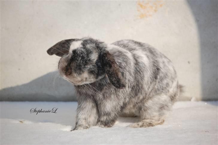 Albert - Min lille kanin billede 19