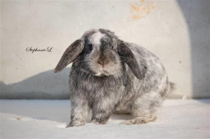 Albert - Min lille kanin billede 20