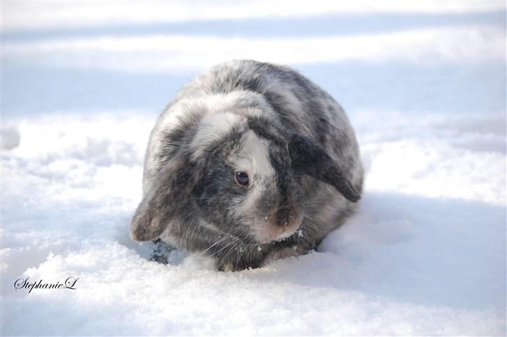 Albert - Min lille kanin billede 21