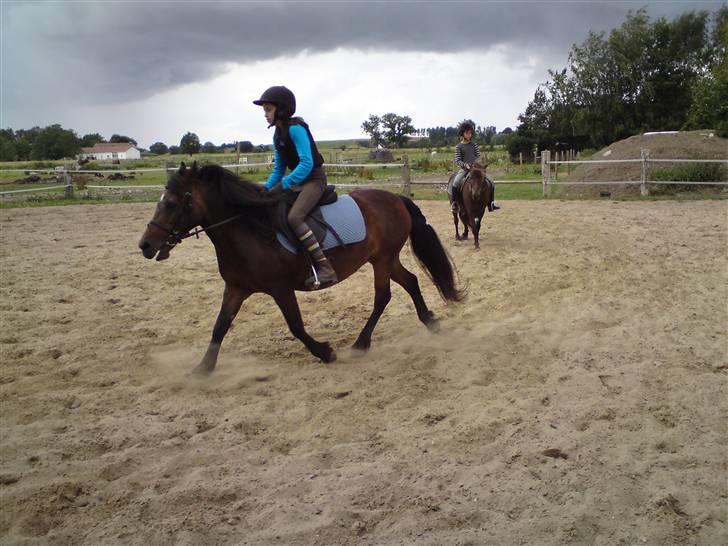 Skævninge ponyrideskole billede 3