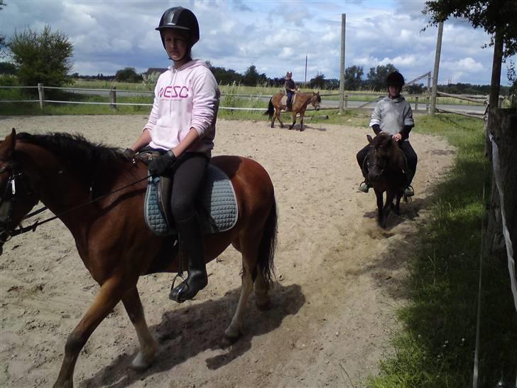 Skævninge ponyrideskole billede 6