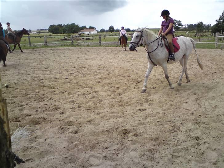 Skævninge ponyrideskole billede 7