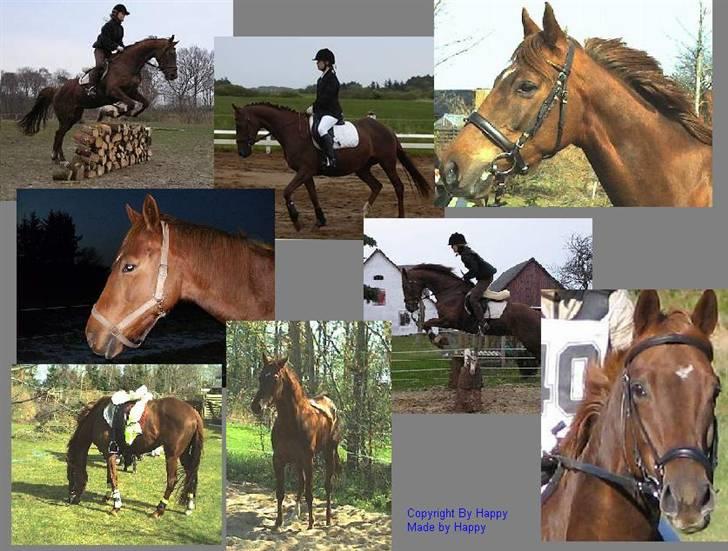 Forskellige heste billede 10