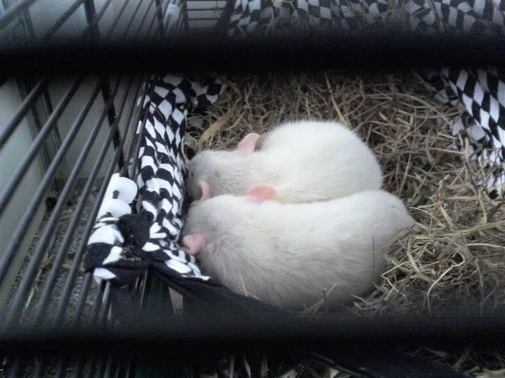 Mine rotte unger :) billede 9