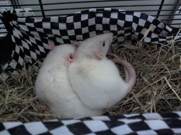 Mine rotte unger :) billede 11