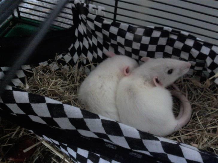 Mine rotte unger :) billede 12