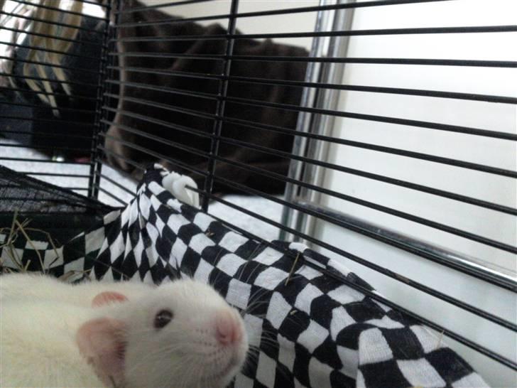 Mine rotte unger :) billede 13