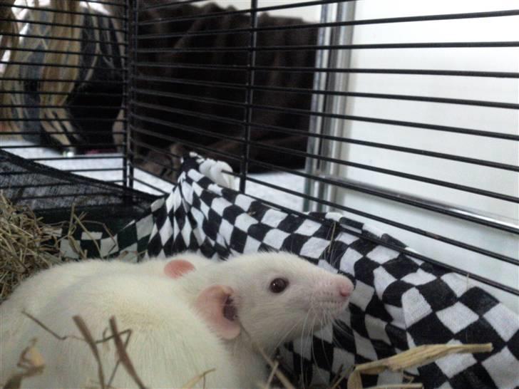 Mine rotte unger :) billede 14