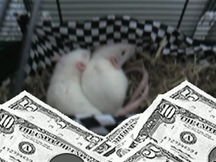 Mine rotte unger :) billede 15