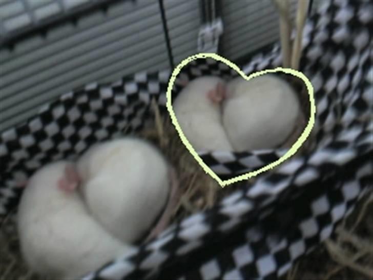 Mine rotte unger :) billede 18