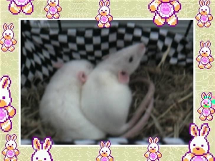 Mine rotte unger :) billede 19