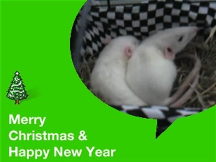 Mine rotte unger :) billede 20