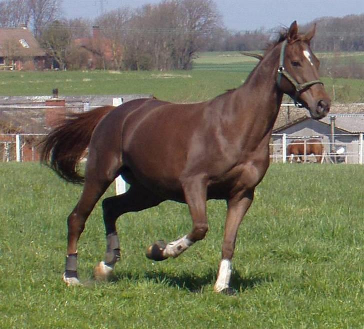 Åsteds Alex-sandra Red Fern & Madame Red Fern - Åse på fold sommeren 2005 billede 1