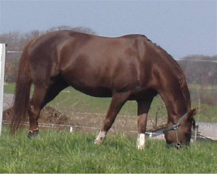 Åsteds Alex-sandra Red Fern & Madame Red Fern - Åse på fold sommeren 2005 billede 2